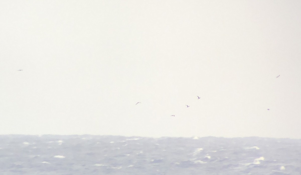 Sooty Tern - ML620665511