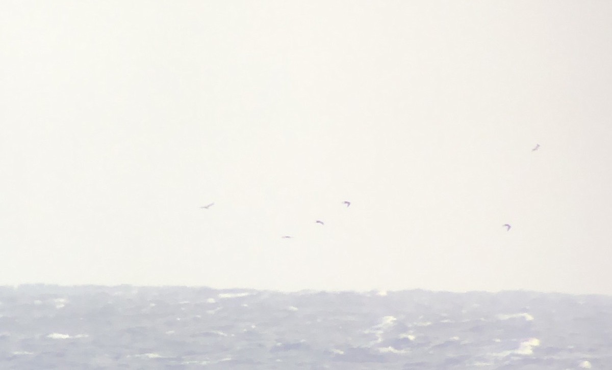 Sooty Tern - ML620665513