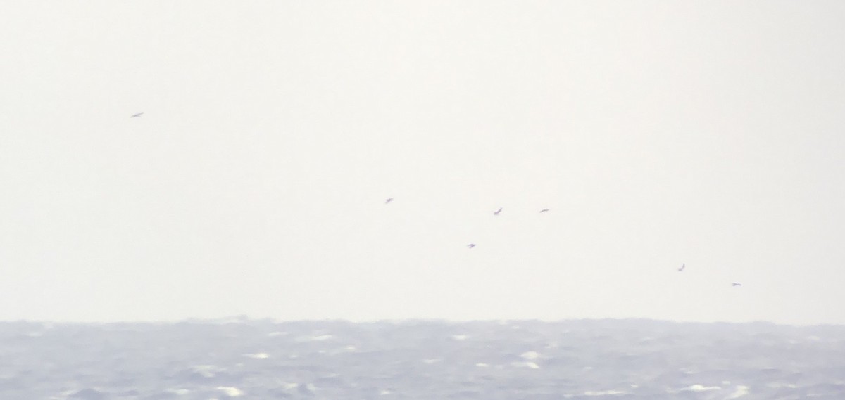 Sooty Tern - ML620665515