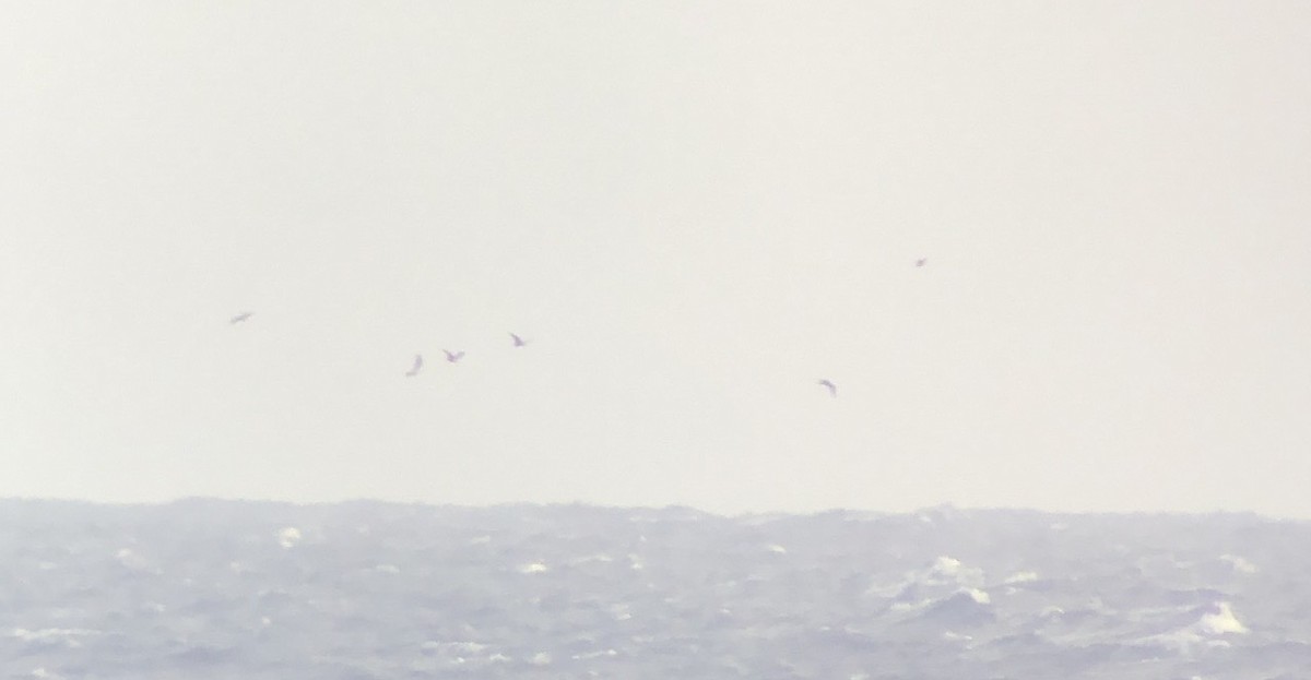 Sooty Tern - ML620665516