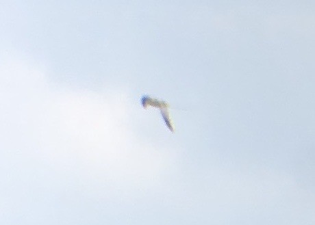 White-tailed Tropicbird - ML620665517