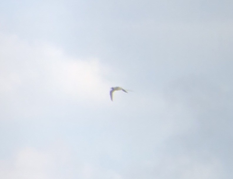 White-tailed Tropicbird - ML620665519