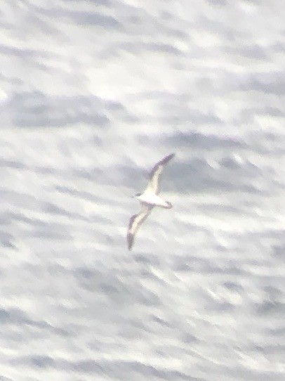 Petrel Hawaiano - ML620665523