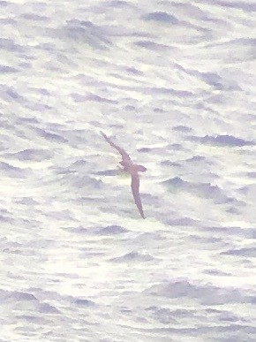 Hawaiian Petrel - ML620665525