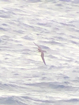 Hawaiian Petrel - ML620665526