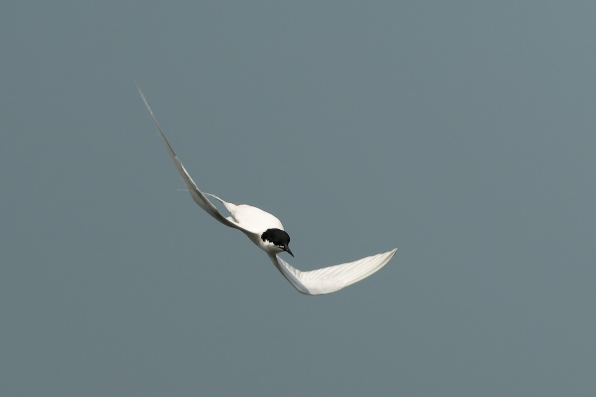 Roseate Tern - ML620665527