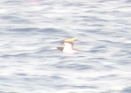 Brown Booby - ML620665529