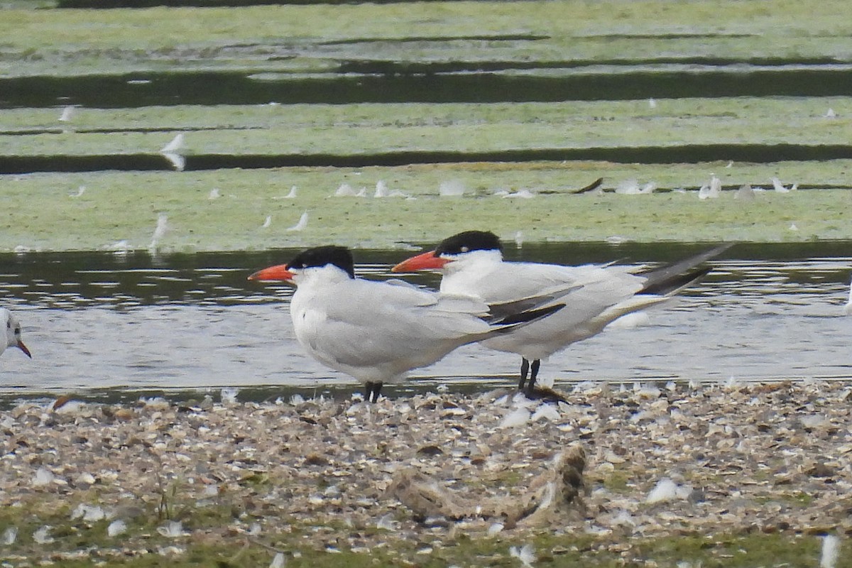 Caspian Tern - ML620665534