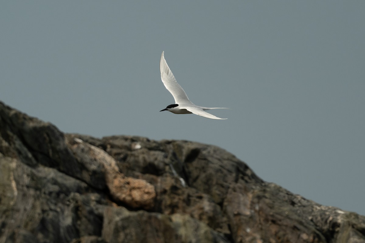 Roseate Tern - ML620665535