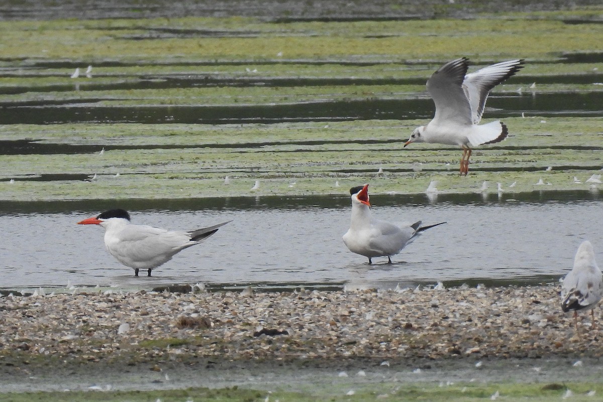 Caspian Tern - ML620665536