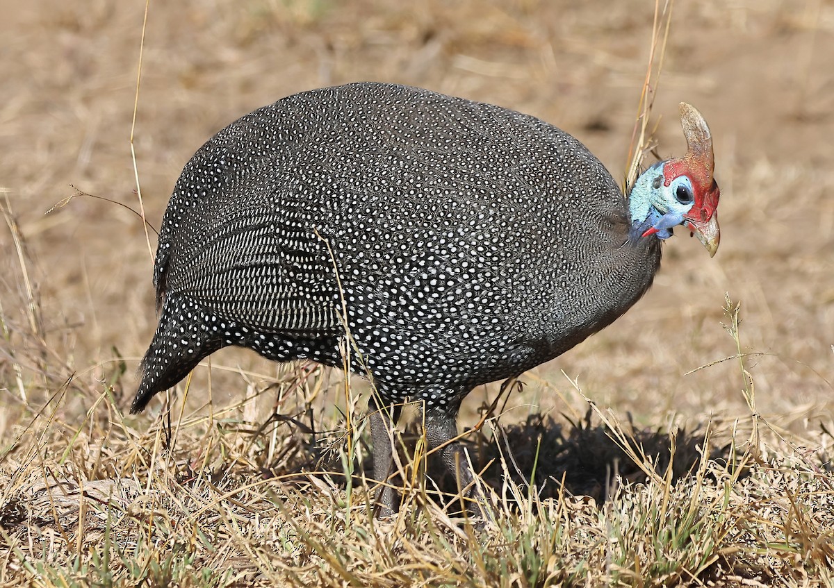 Helmeted Guineafowl (Tufted) - ML620665537