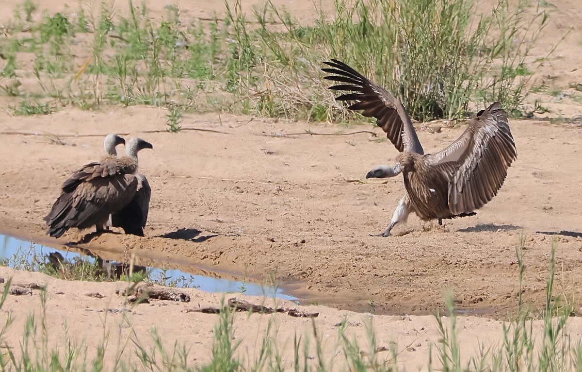 White-backed Vulture - ML620665539