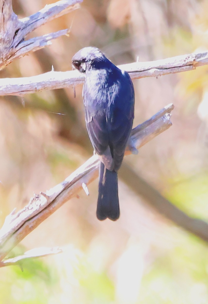 Square-tailed Drongo - ML620665542