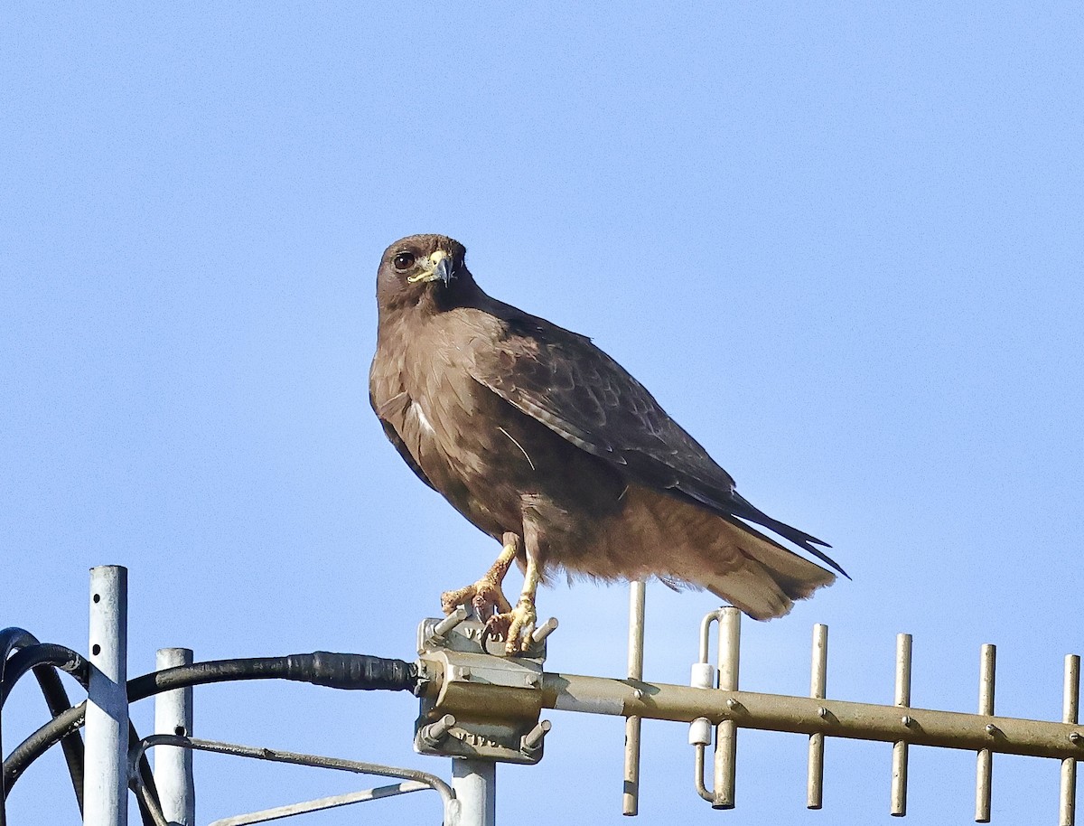 Red-tailed Hawk - ML620665549