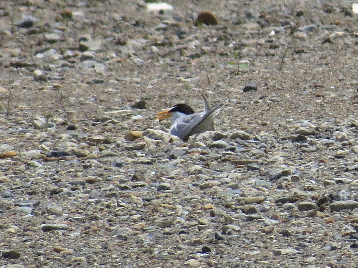 Little Tern - ML620665550