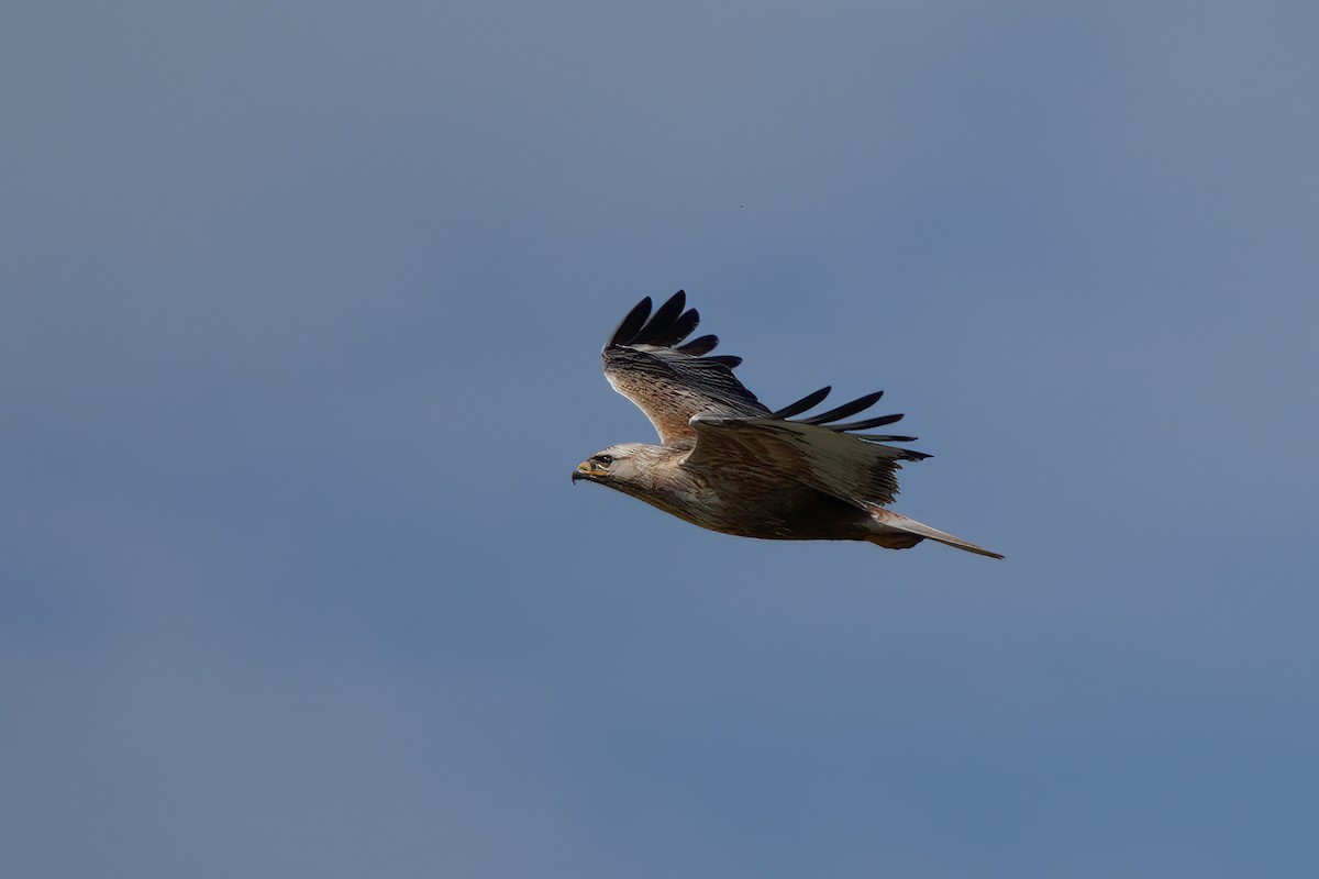 Long-legged Buzzard - ML620665551