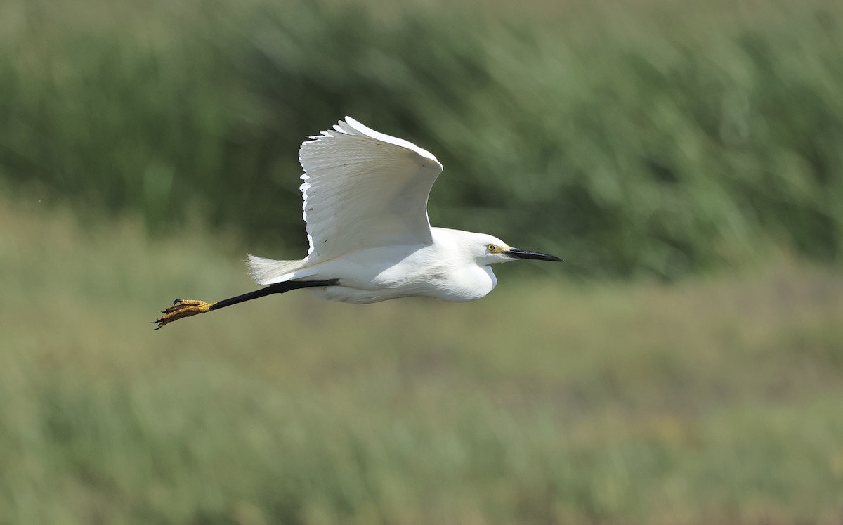 Snowy Egret - ML620665552