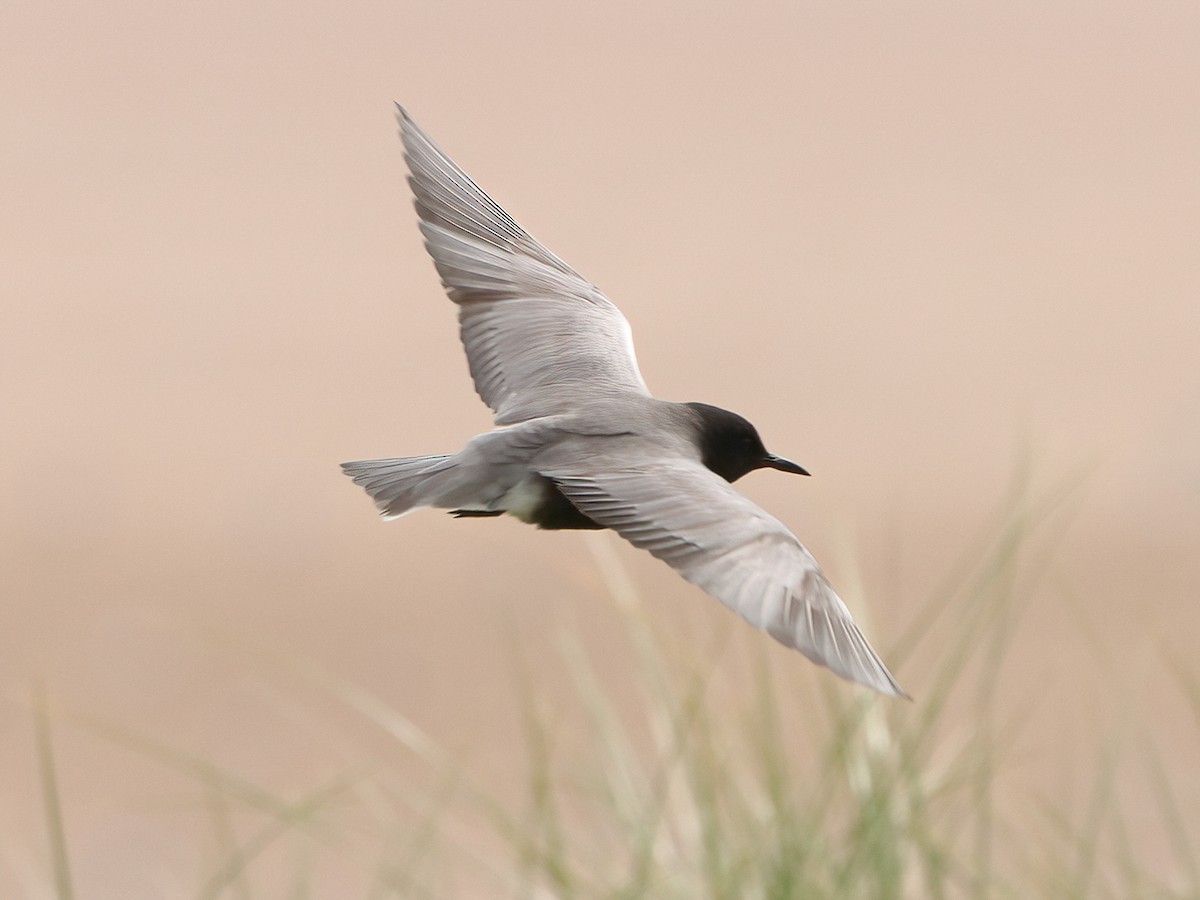 Black Tern - ML620665553