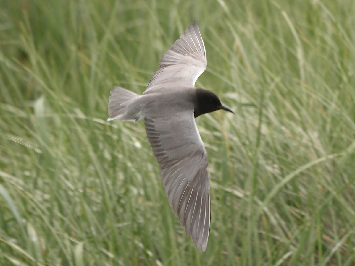 Black Tern - ML620665554