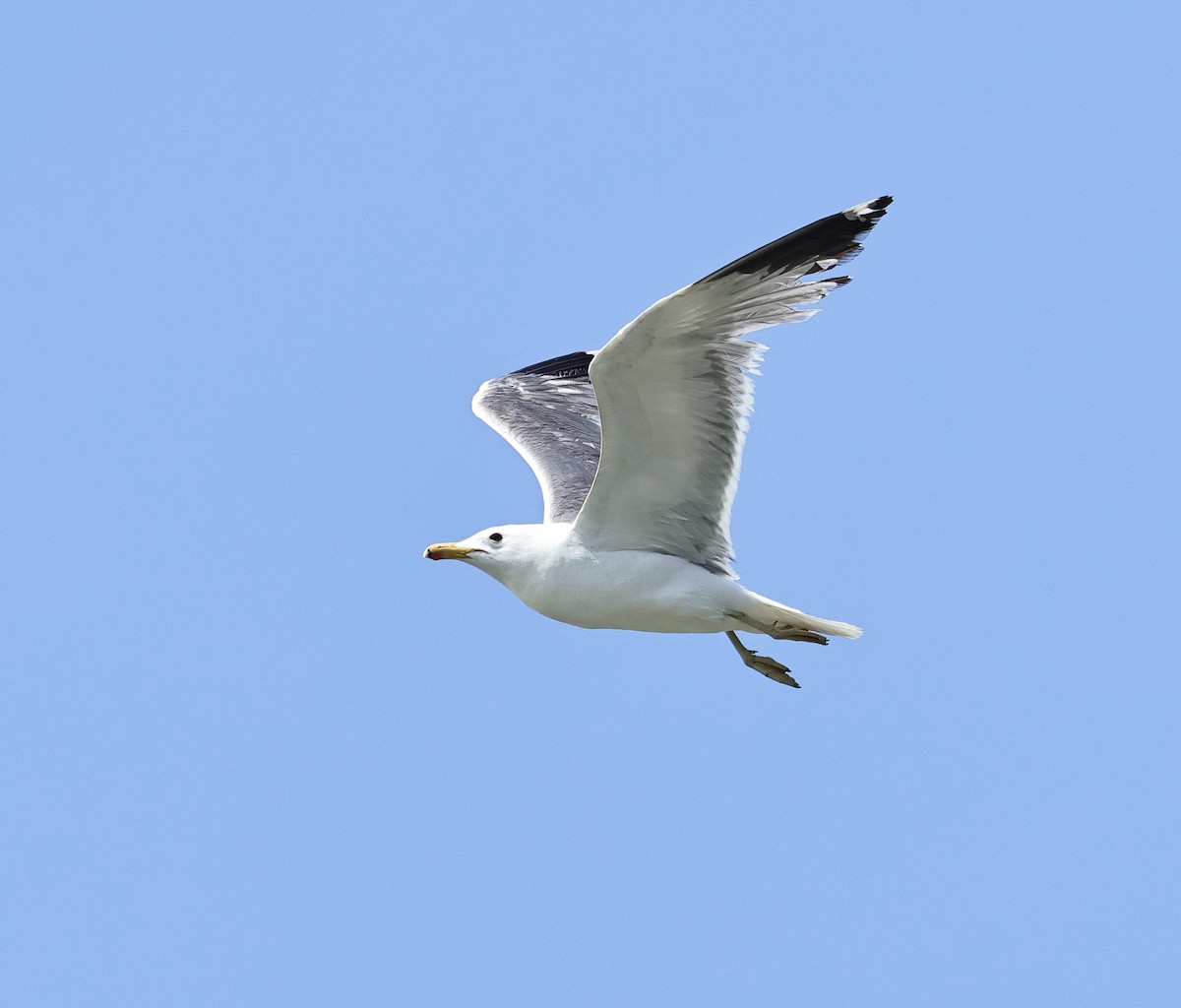 California Gull - ML620665557