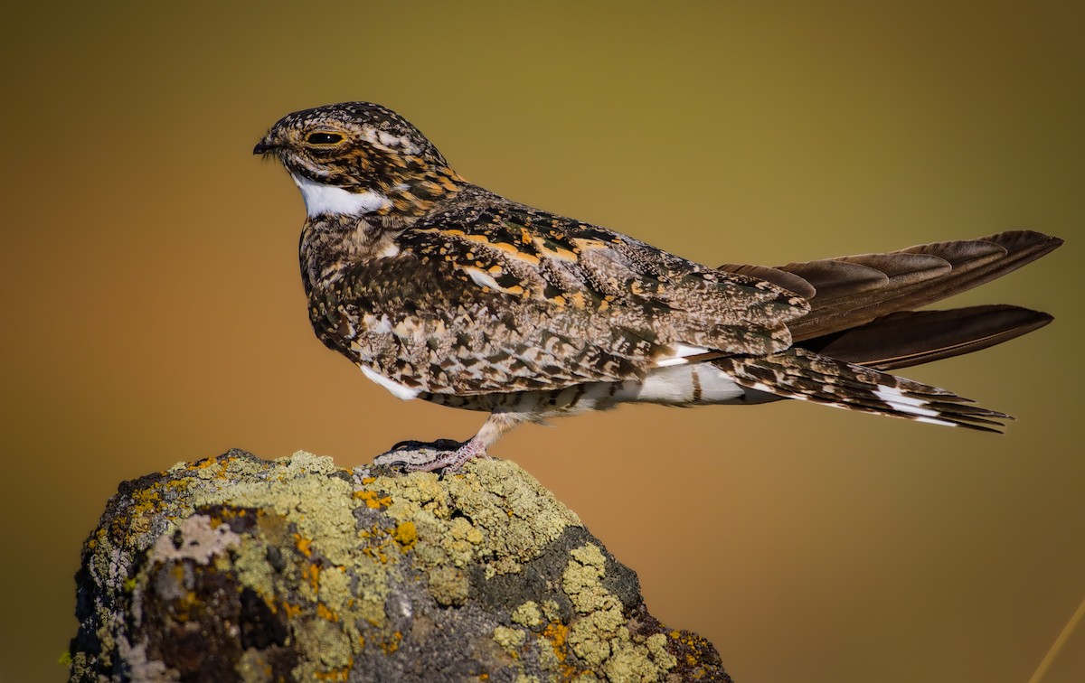 Common Nighthawk - ML620665559