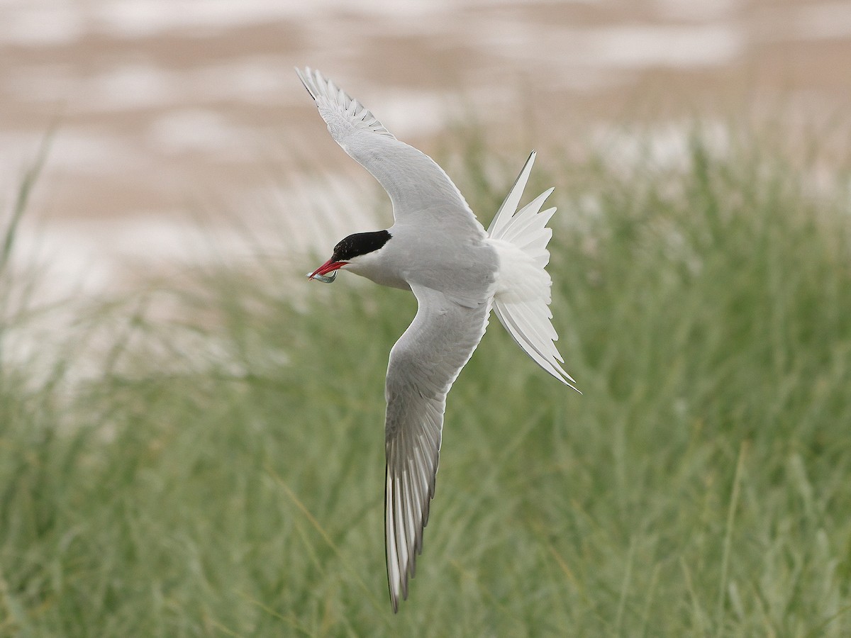 Arctic Tern - ML620665560