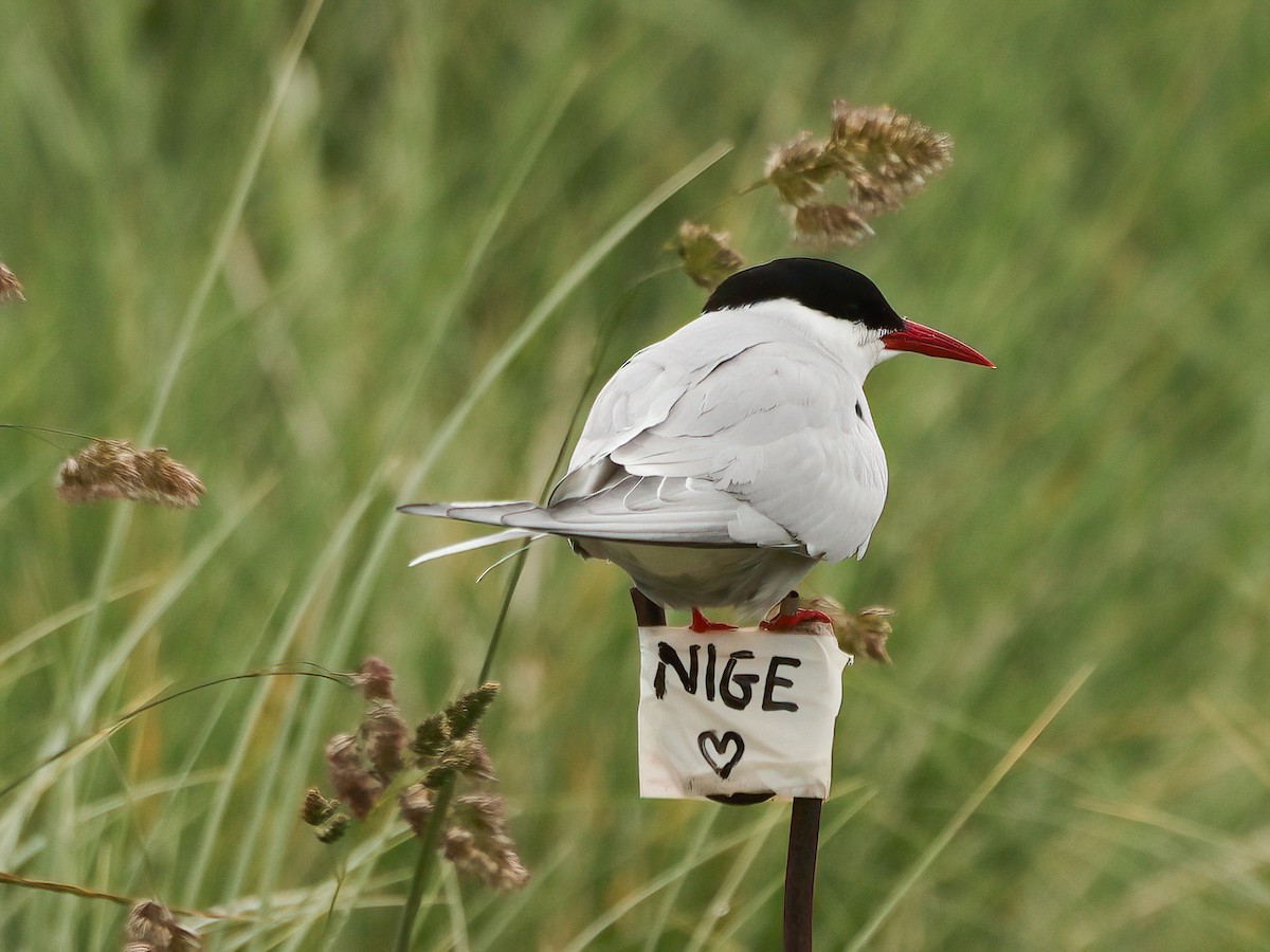 Arctic Tern - ML620665562