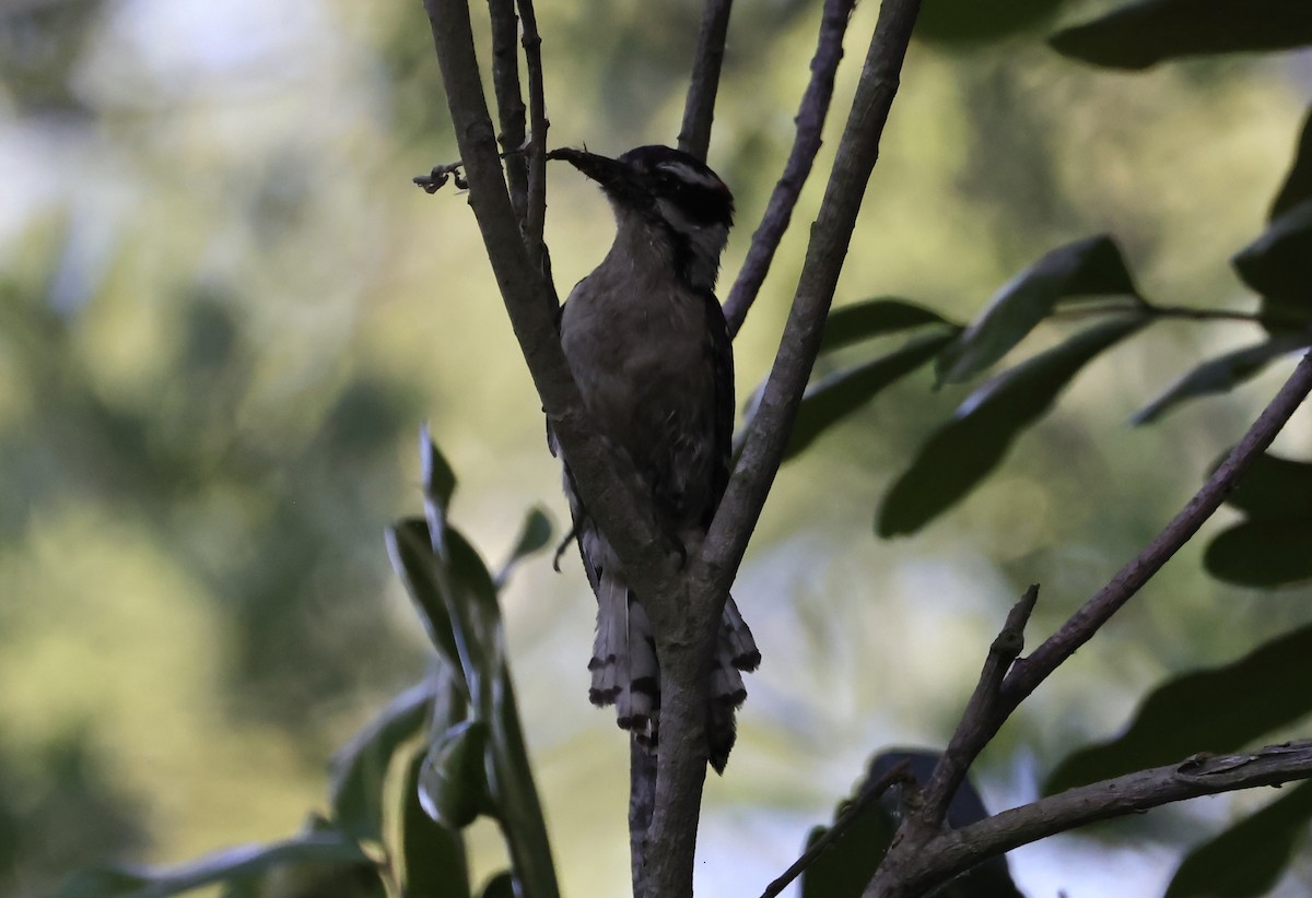 Downy Woodpecker - ML620665565