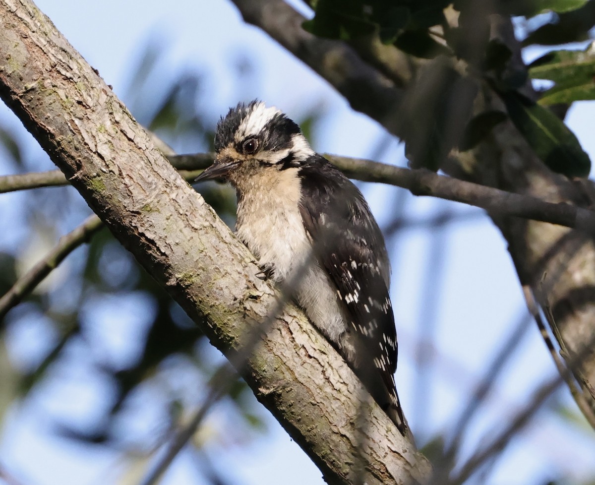Downy Woodpecker - ML620665566