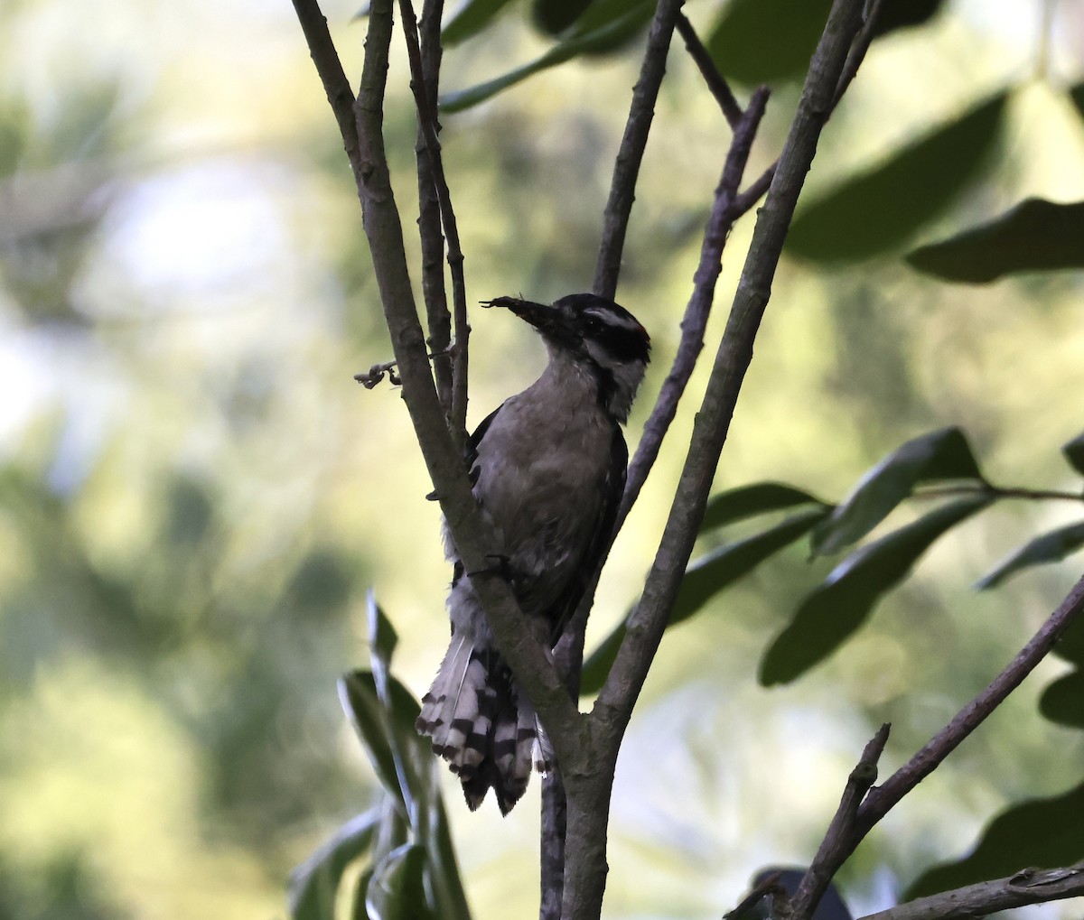 Downy Woodpecker - ML620665569