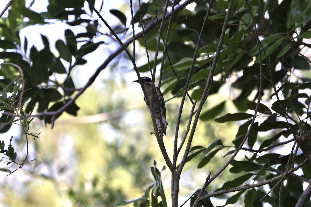 Downy Woodpecker - ML620665571