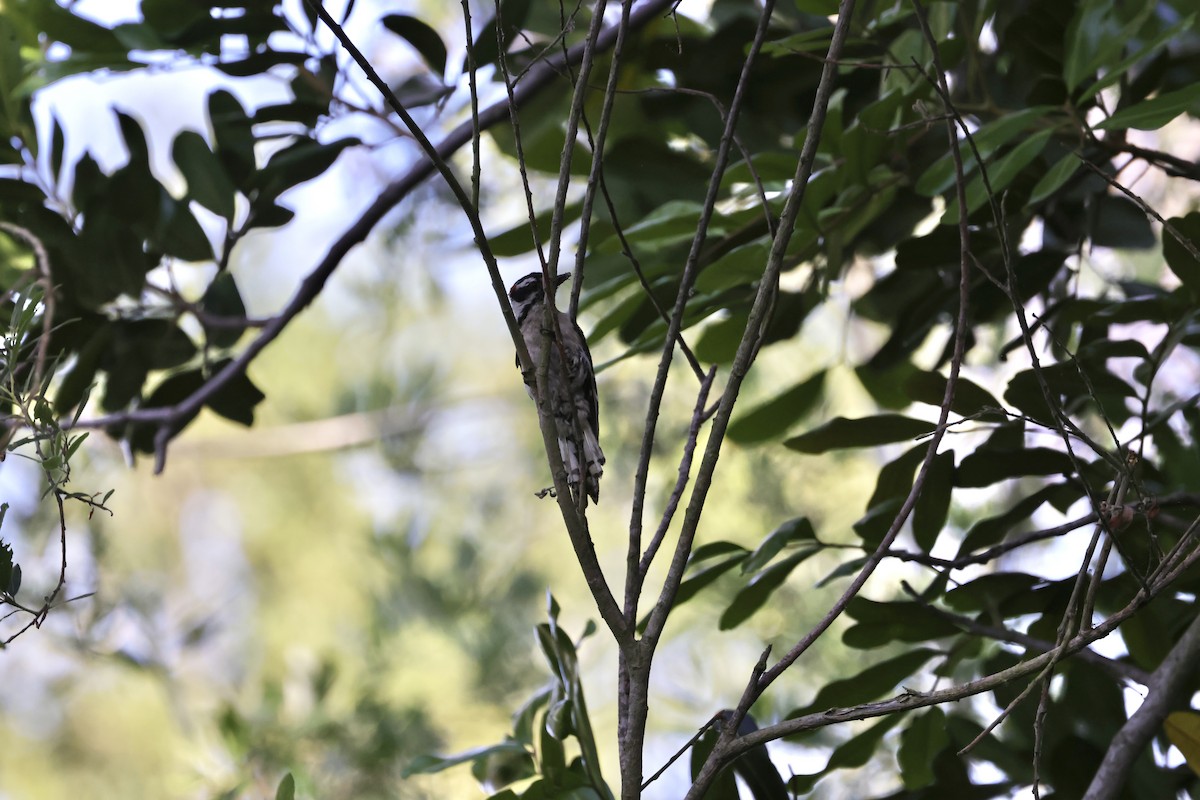 Downy Woodpecker - ML620665572