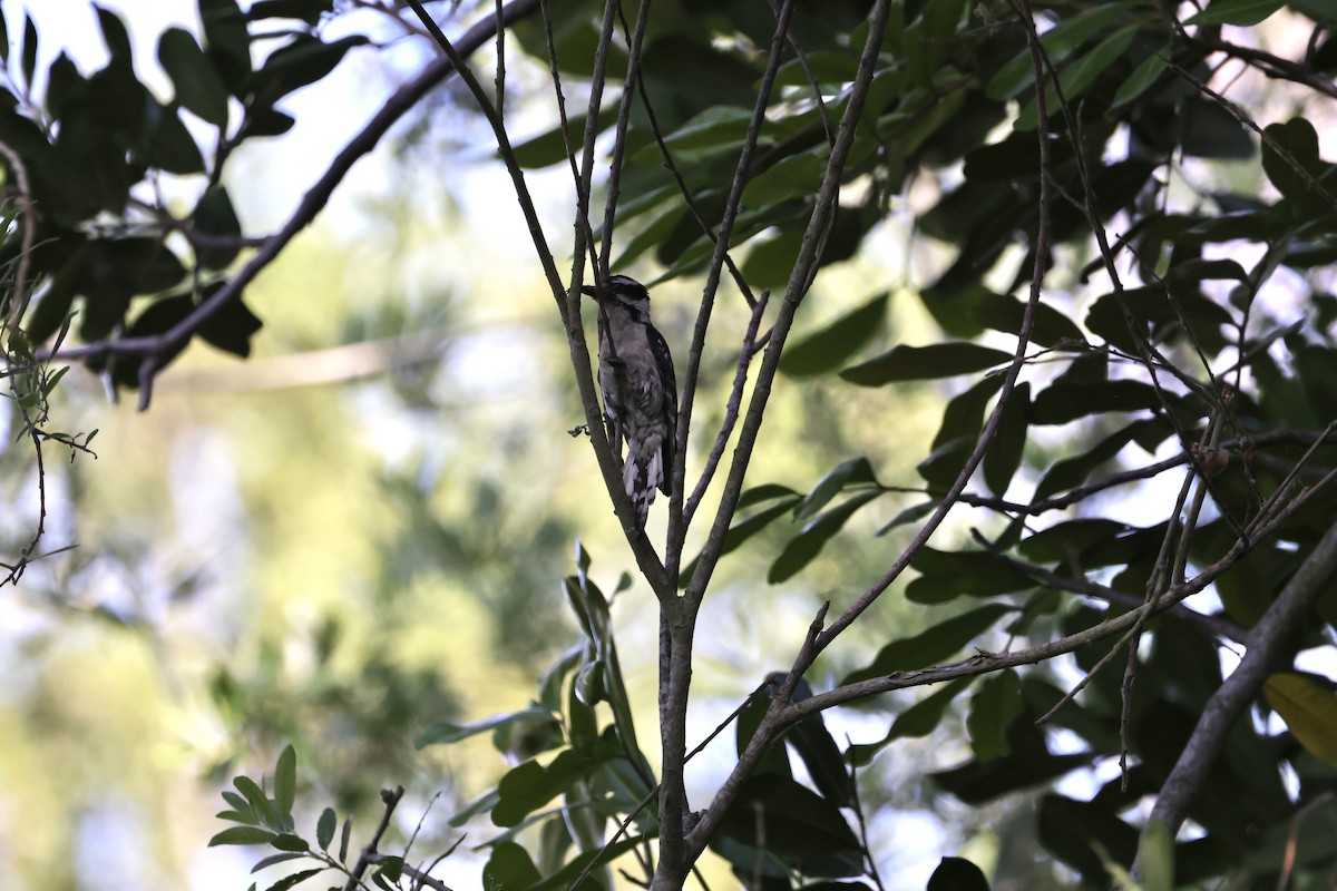 Downy Woodpecker - ML620665573