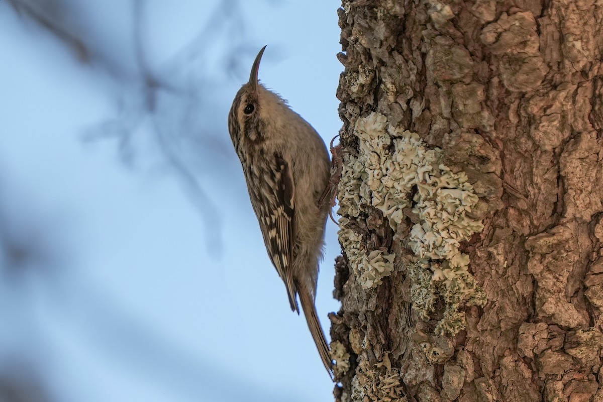 Short-toed Treecreeper - ML620665575