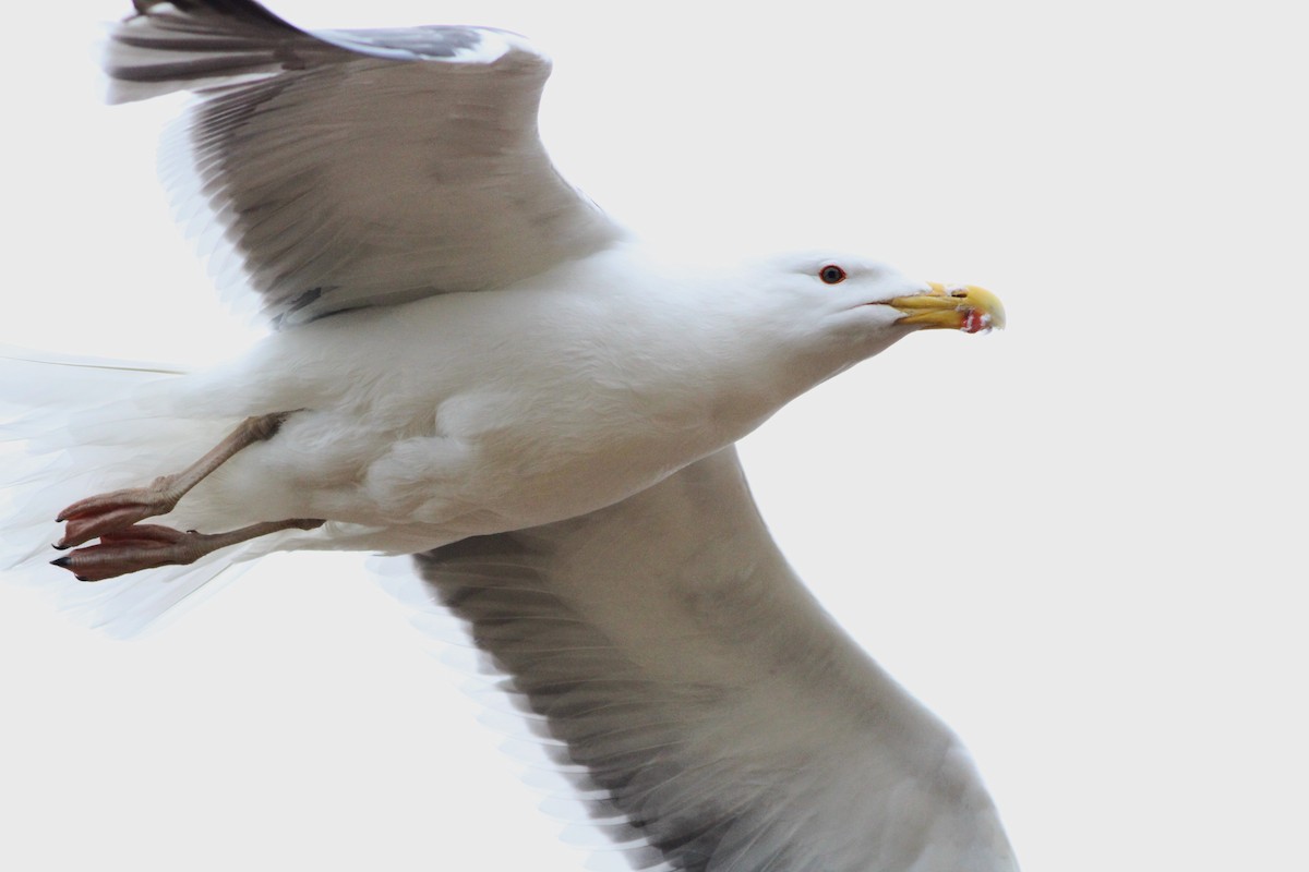 Great Black-backed Gull - ML620665580