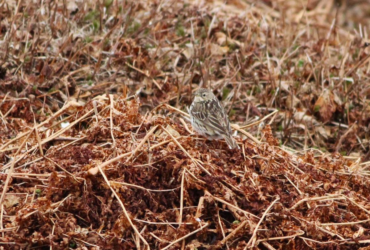 Red-throated Pipit - ML620665581