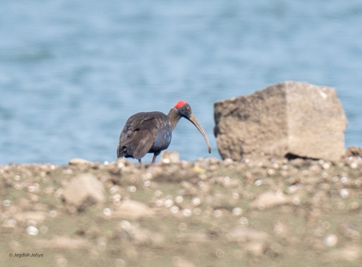 ibis bradavičnatý - ML620665587