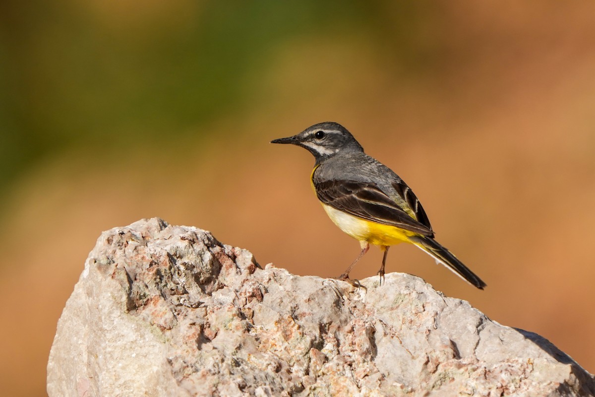 Gray Wagtail - Yakup Yener