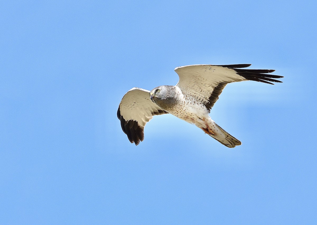 Northern Harrier - Albert Linkowski