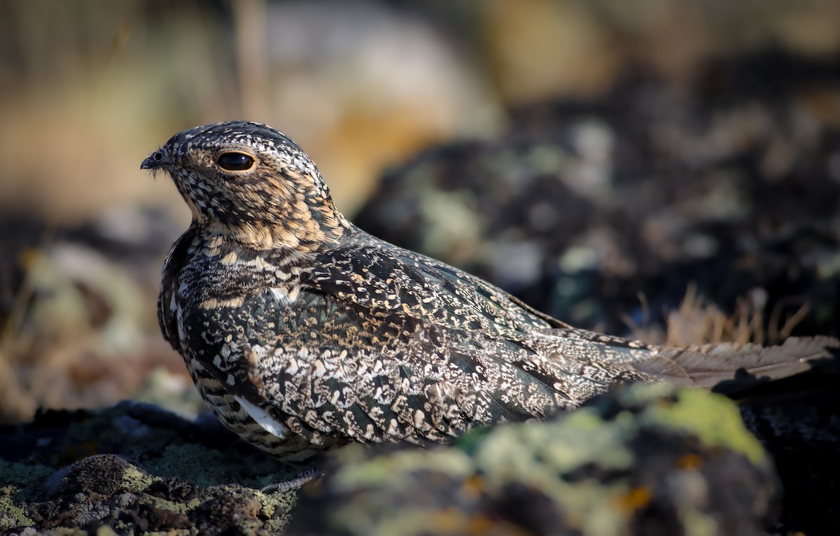 Common Nighthawk - ML620665598