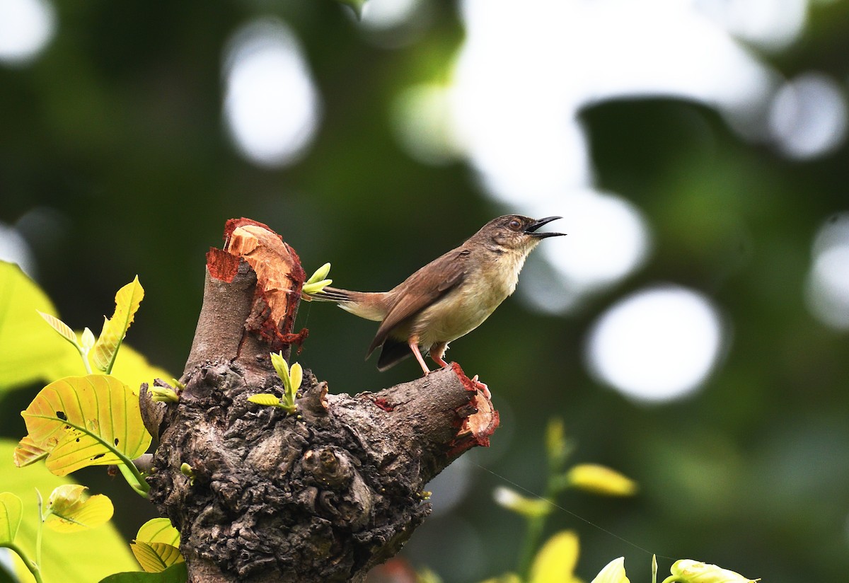 Jungle Prinia - ML620665599