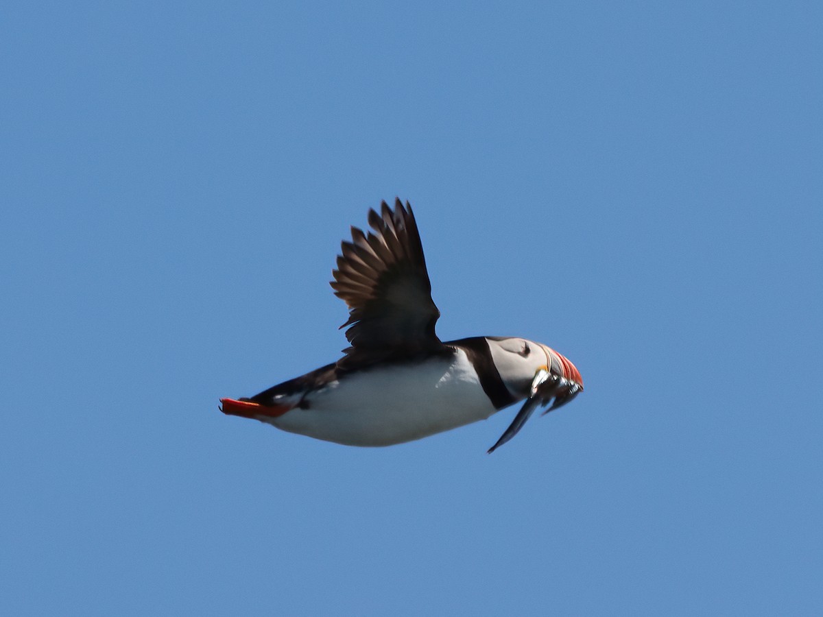 Atlantic Puffin - ML620665601