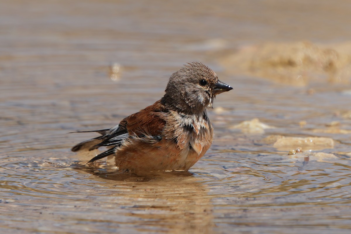 Eurasian Linnet - ML620665602