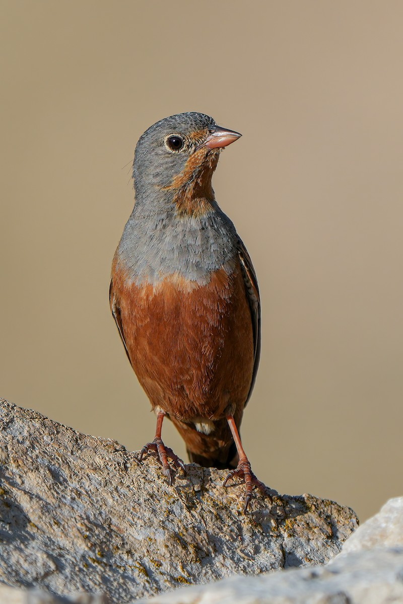 Cretzschmar's Bunting - ML620665608