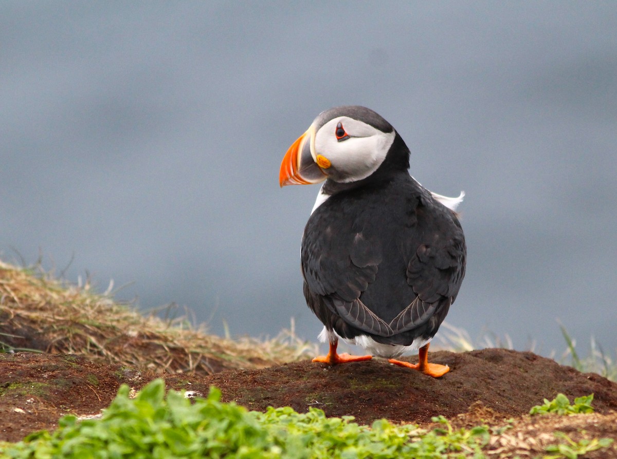 Atlantic Puffin - ML620665611