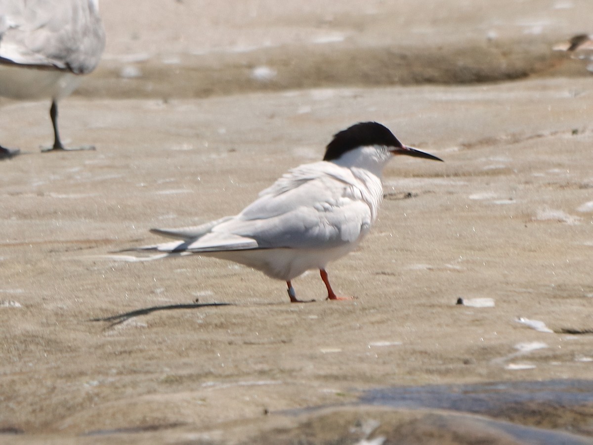 Roseate Tern - ML620665618