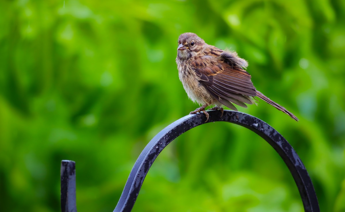 Song Sparrow (montana/merrilli) - ML620665620