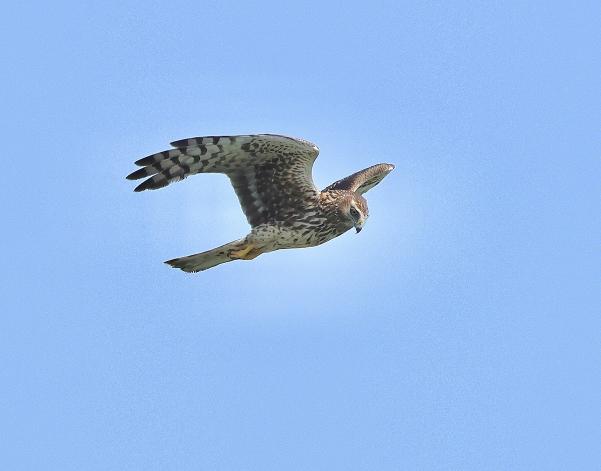 Northern Harrier - ML620665622