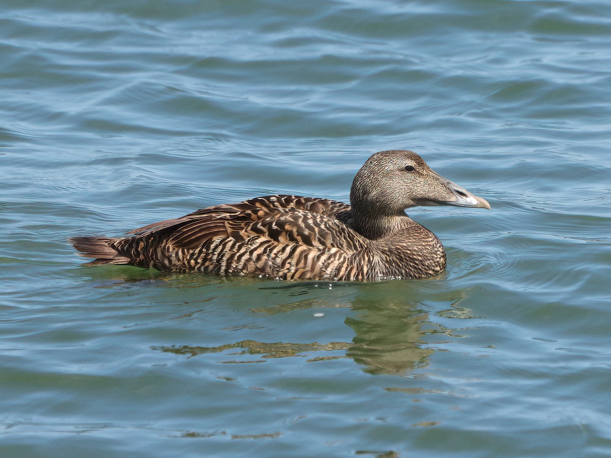 Common Eider - ML620665624