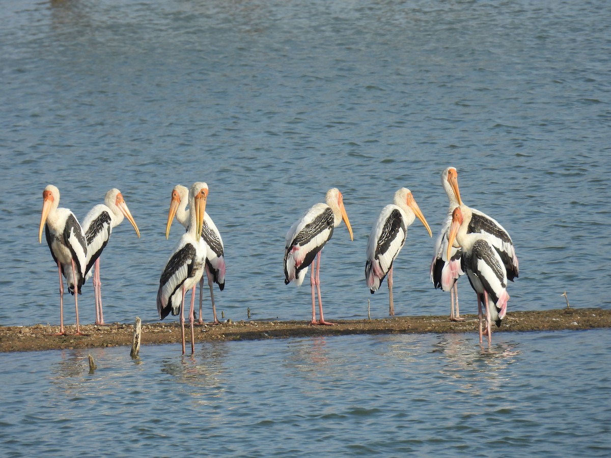 Painted Stork - ML620665625